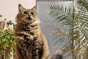 Alerta de Desaparición Gato Hembra, 10 años Ahetze Francia