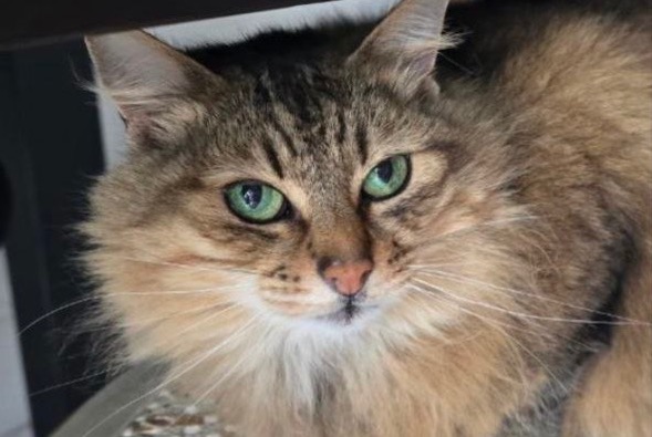 Alerta de Desaparición Gato Hembra , 10 años Ahetze Francia