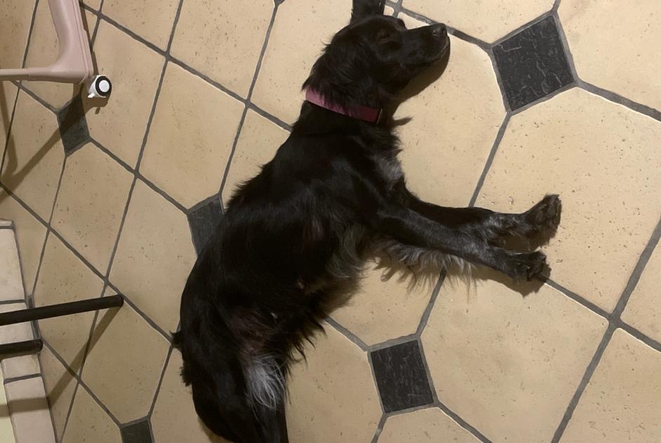 Alerta de Hallazgo Perro cruce Hembra Terre-et-Marais Francia
