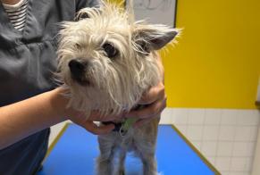 Alerta de Hallazgo Perro cruce Hembra Saint-Martin-du-Fouilloux Francia