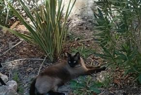 Alerta de Desaparición Gato Macho, 3 años Luynes Francia