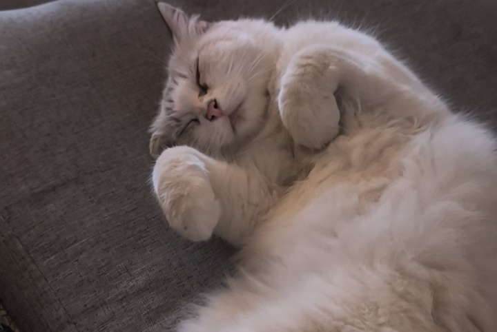 Alerta de Hallazgo Gato Hembra Vendargues Francia