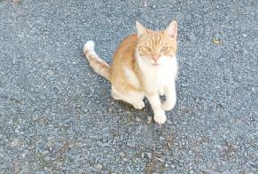 Alerta de Hallazgo Gato Macho Thèreval Francia