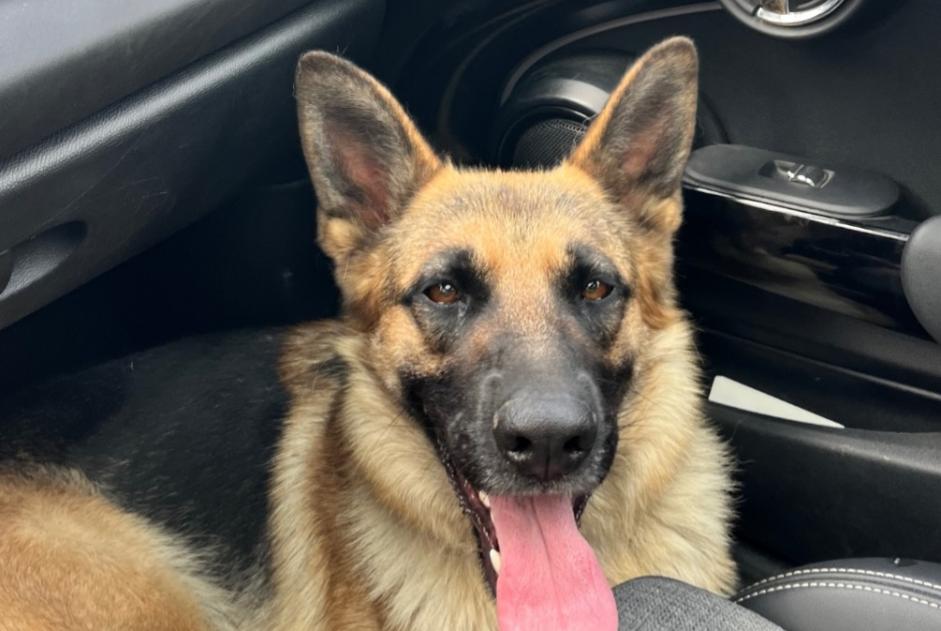 Alerta de Hallazgo Perro  Hembra Courcelles-de-Touraine Francia