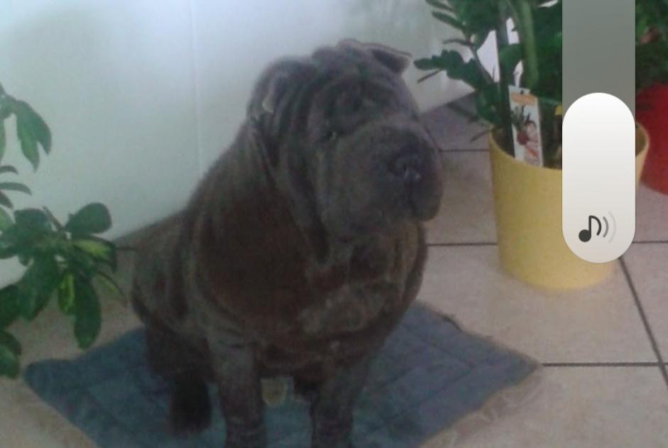 Alerta de Desaparición Perro  Hembra , 8 años Sarbazan Francia