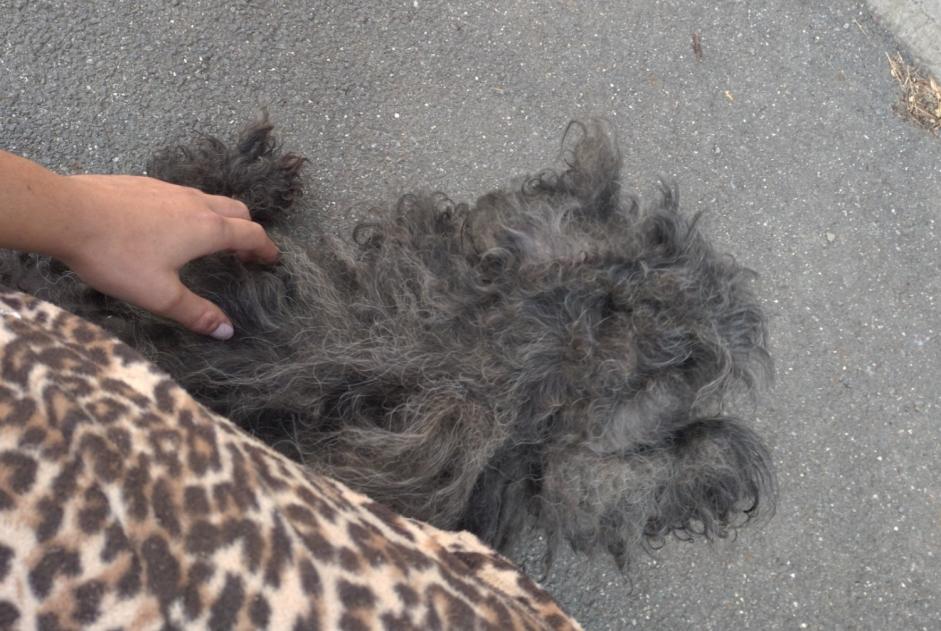 Alerta de Hallazgo Perro  Desconocido Saint-Judoce Francia