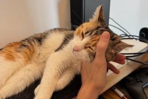 Alerta de Hallazgo Gato Hembra, 1 año Nantes Francia