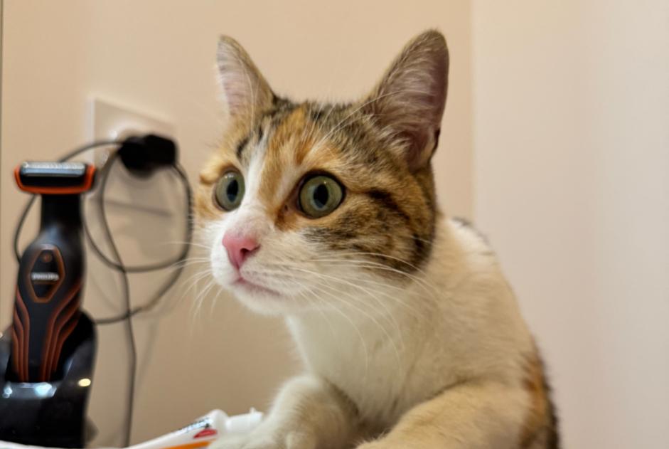 Alerta de Hallazgo Gato Hembra , 1 año Nantes Francia