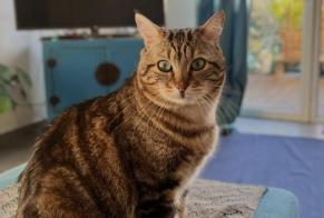 Alerta de Desaparición Gato Macho, 6 años Saint-Alban Francia
