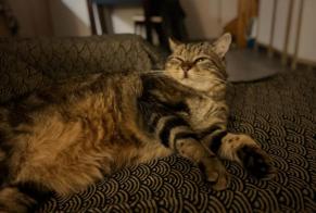 Alerta de Desaparición Gato Macho, 6 años Saint-Alban Francia