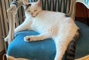 Alerta de Desaparición Gato Hembra, 7 años Vitré Francia