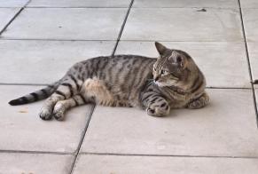 Alerta de Desaparición Gato cruce Macho, 8 años Lozanne Francia
