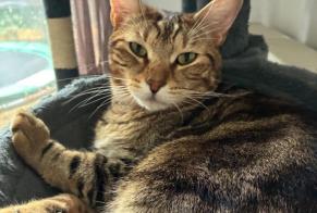Alerta de Desaparición Gato Macho, 3 años Chartres Francia