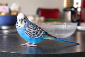 Alerta de Hallazgo Pájaro Macho Eaubonne Francia