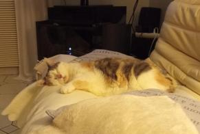 Alerta de Desaparición Gato cruce Hembra, 8 años Fargues-sur-Ourbise Francia