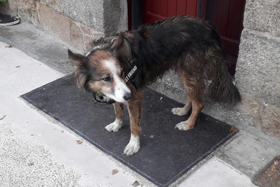Alerta de Hallazgo Perro Macho Bégard Francia