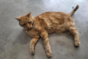Alerta de Hallazgo Gato Desconocido La Boisse Francia