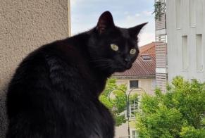 Alerta de Desaparición Gato Hembra, 4 años Irigny Francia