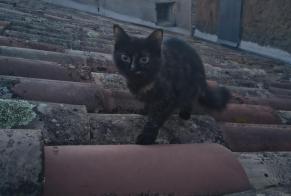 Alerta de Hallazgo Gato Desconocido Nîmes Francia