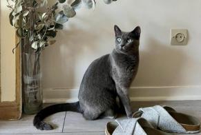 Alerta de Desaparición Gato Hembra, 4 años Aix-les-Bains Francia