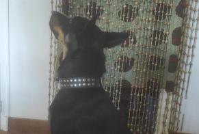 Alerta de Hallazgo Perro Hembra Prudhomat Francia