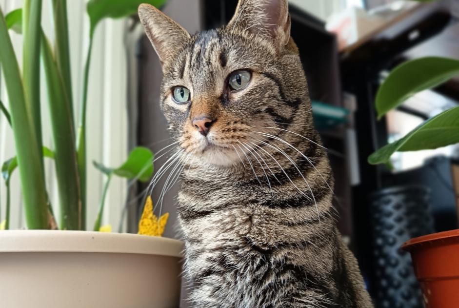 Alerta de Desaparición Gato Macho , 9 años Bron Francia