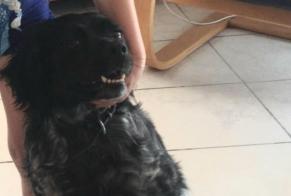 Alerta de Desaparición Perro Hembra, 13 años Dourdan Francia