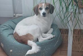 Alerta de Desaparición Perro cruce Hembra, 5 años Le Pradet Francia