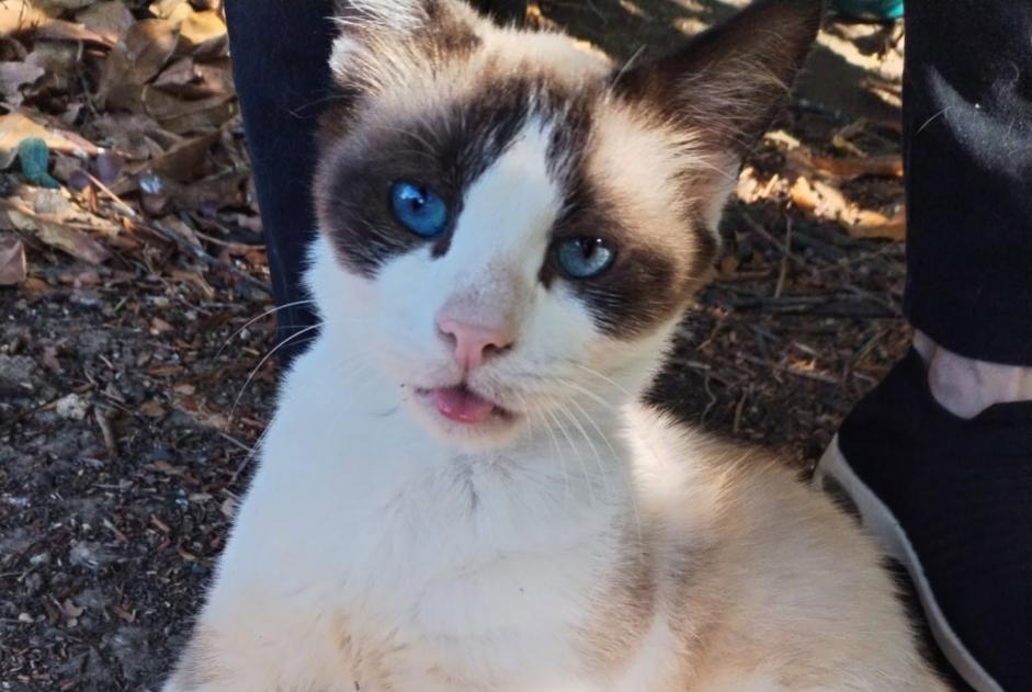 Alerta de Desaparición Gato cruce Macho , 12 años Nemours Francia