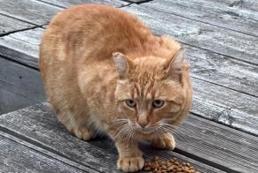 Alerta de Hallazgo Gato Macho Gouvernes Francia