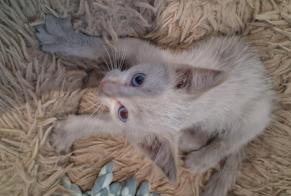 Alerta de Hallazgo Gato Desconocido Serves-sur-Rhône Francia