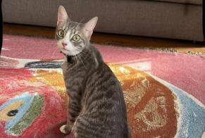 Alerta de Desaparición Gato Macho, 2 años Malakoff Francia