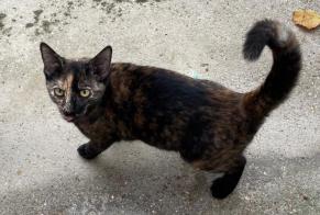 Alerta de Hallazgo Gato Hembra Azas Francia