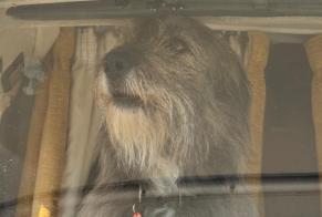 Alerta de Desaparición Perro Macho, 5 años Lanfains Francia