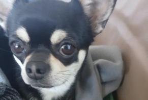 Alerta de Desaparición Perro Macho, 4 años Aix-en-Provence Francia