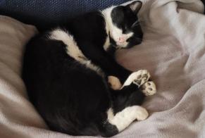 Alerta de Desaparición Gato Macho, 6 años Pau Francia