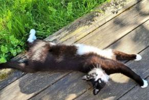 Alerta de Desaparición Gato Macho, 6 años Pau Francia