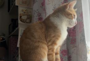 Alerta de Desaparición Gato Hembra, 0 años Strasbourg Francia