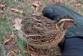Alerta de Desaparición Pájaro Macho, 2026 años Le Montat Francia