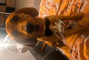Alerta de Desaparición Perro Macho, 1 años Nîmes Francia