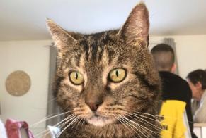Alerta de Desaparición Gato Macho, 9 años Coulounieix-Chamiers Francia