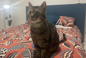 Alerta de Desaparición Gato Macho, 9 años Coulounieix-Chamiers Francia