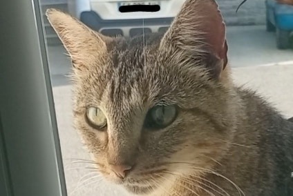 Alerta de Hallazgo Gato  Hembra Berric Francia