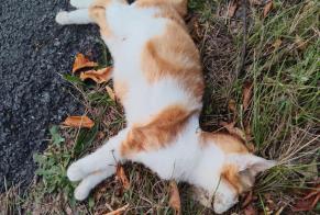 Alerta de Hallazgo Gato Desconocido La Ménitré Francia