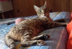 Alerta de Desaparición Gato Hembra, 6 años Bréville Francia
