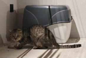 Alerta de Hallazgo Gato Desconocido Amancy Francia