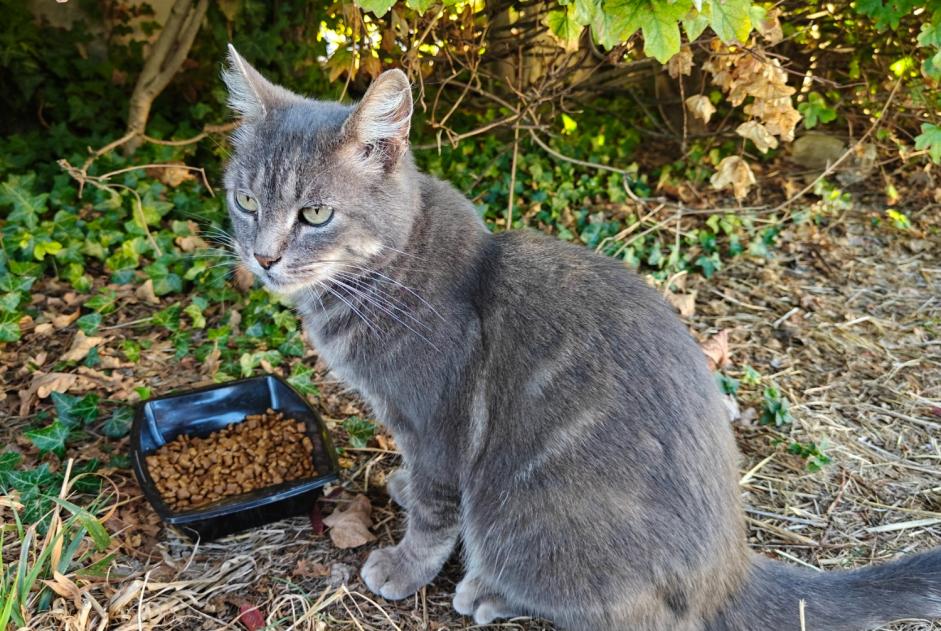 Alerta de Hallazgo Gato Desconocido La Chapelle-Saint-Luc Francia