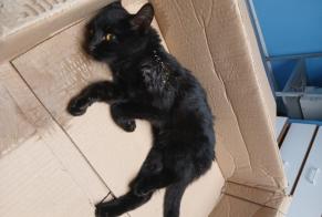 Alerta de Hallazgo Gato Hembra Chizé Francia