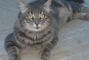 Alerta de Hallazgo Gato Macho Martillac Francia