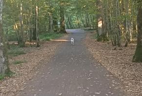 Alerta de Hallazgo Perro Desconocido Géraudot Francia